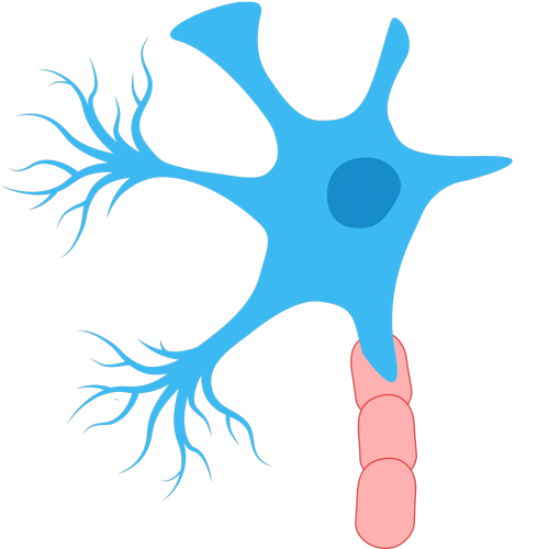 A graphic illustration of a neuron.