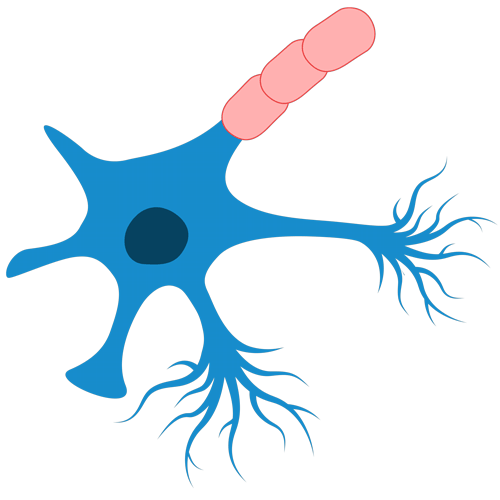 A graphic illustration of a neuron and the myelin coating that protects the neuron sheath.