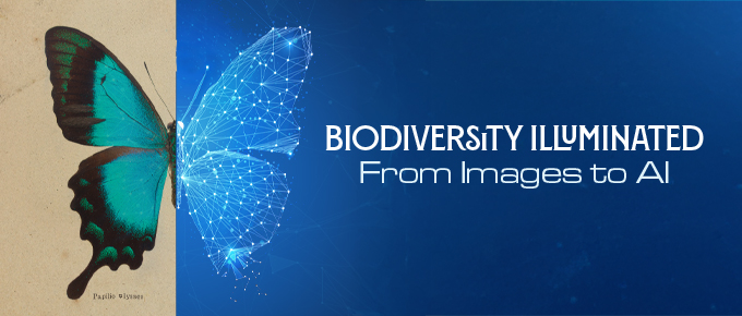 Biodiversity Illuminated exhibit butterfly