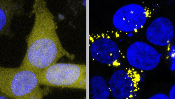 Science image of cells. 