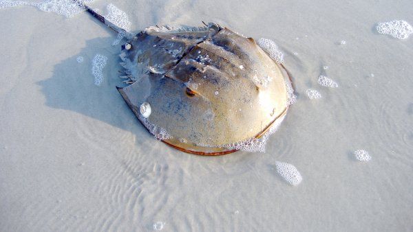 horseshoe crab