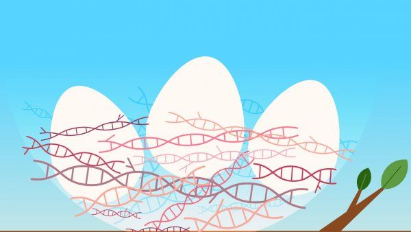 Illustration of eggs in a basket made of double helix dna strands.