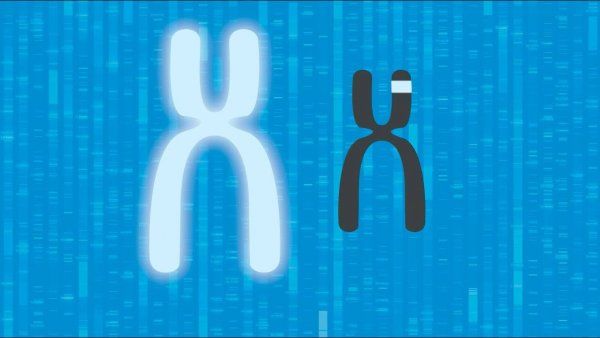 illustration of two X chromosomes