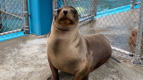 Cronutt the sea lion