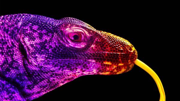 Photo of a Komodo dragon with its tongue out, with bright colored lights on a black background.