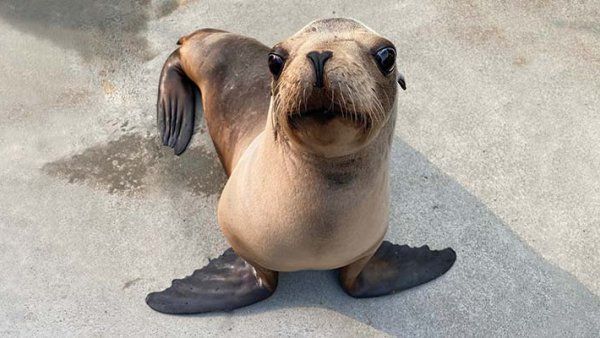 Photo of Cronutt the sea lion.