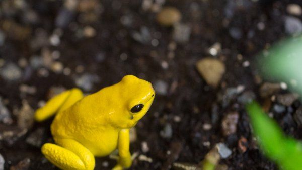 a Golden Frog