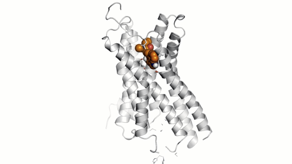 3D computer model of the 5HT2a receptor