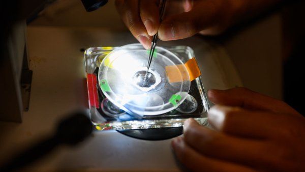 Two fingers hold lab tweezers to examine a sample under a microscope