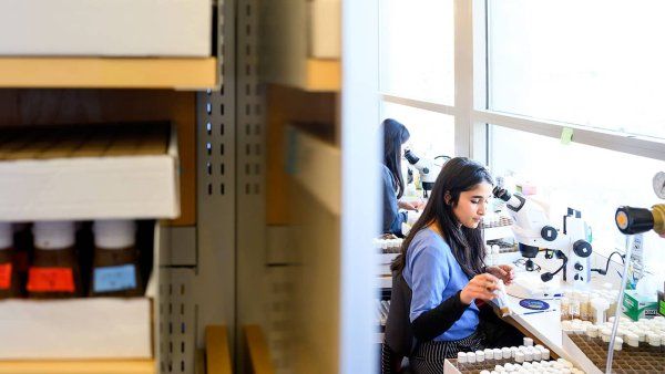 Two female researchers sit in a well-lit lab studying fruit flies.