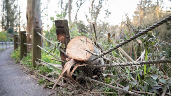 A cut trunk of a fallen tree at Mount Sutro Open Space Reserve. The tree damaged ropes along walking paths.