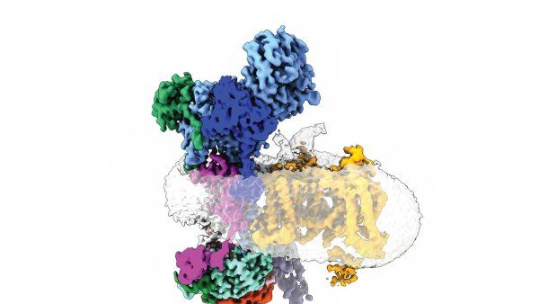 A multicolored 3D model of a protein and cell membrane.