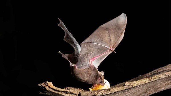 A fruit bat swooping down to eat a fruit on a tree branch.