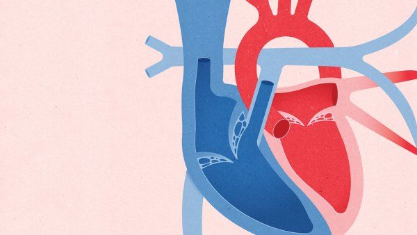 Illustration of half a heart, showing the inner ventricles.