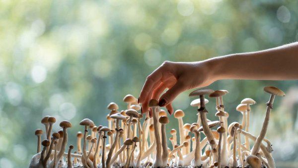 A hand picks a psychedelic psilocybin mushroom.