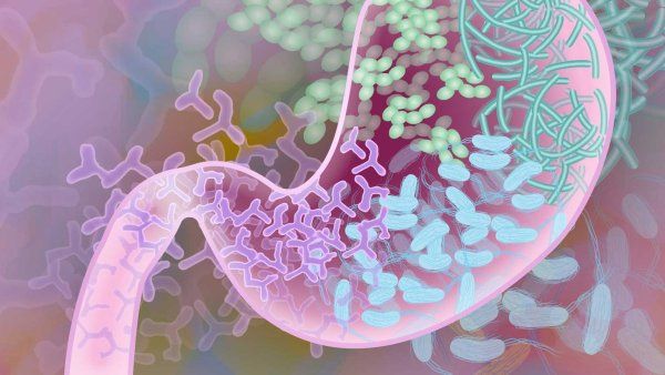 An illustration showing healthy bacteria in the gut microbiome.
