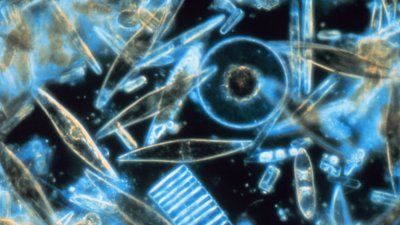 diatoms.jpg