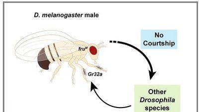 fruitflygraphic.jpg