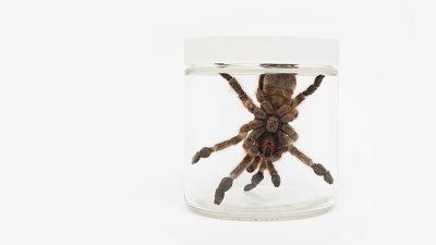 tarantula-in-a-jar.jpg