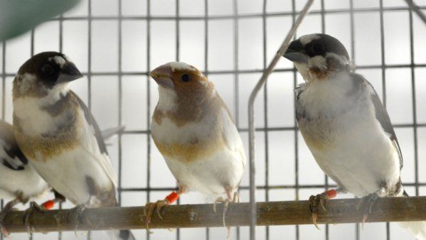 Brainard Bengalese Finches