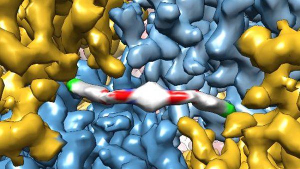 ISRIB_cryoEM.jpg