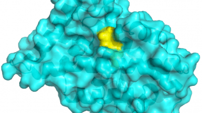 neuronal protein
