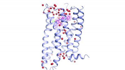 dopamine_receptor_D4.jpg