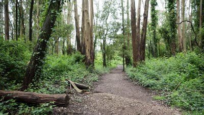 mount_sutro_path_trees.jpg