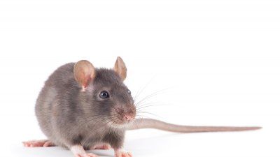 mouse_white_background.jpg