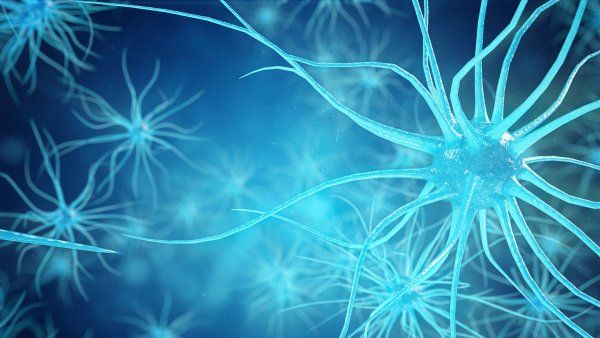 neuron cells