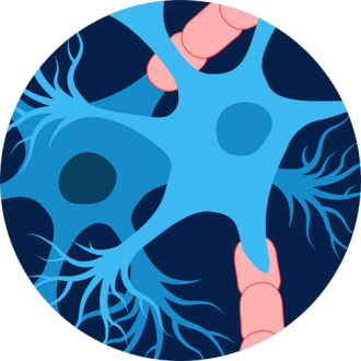 A small illustration of two neurons and myelin, the protective coating.